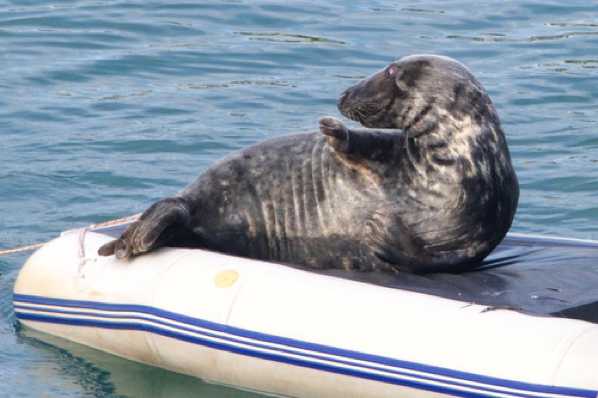 30 May 2019 - 19-10-23 
This is Windo the Dartmouth Seal. In just a few days at his new lodging he became a star. A few days later even more fame came his way. Read on.
#WindoTheDartmouthSeal #DartrmouthSeal